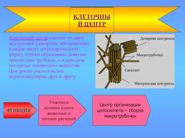 Клеточный центр состоит из двух центриолей (дочерняя, материнская). Каждая имеет цилиндрическую