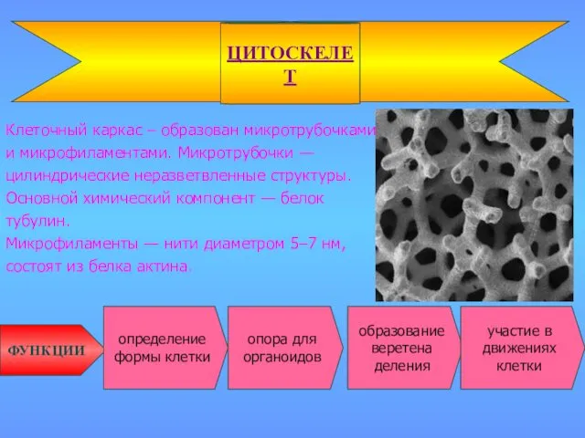 Клеточный каркас – образован микротрубочками и микрофиламентами. Микротрубочки — цилиндрические неразветвленные