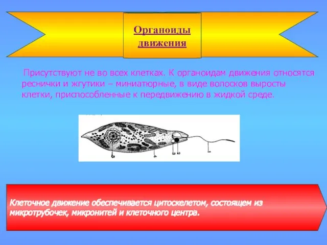 Присутствуют не во всех клетках. К органоидам движения относятся реснички и