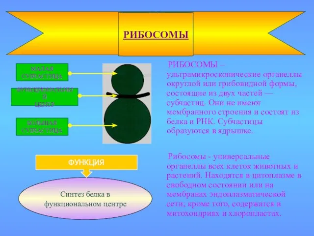 РИБОСОМЫ – ультрамикроскопические органеллы округлой или грибовидной формы, состоящие из двух