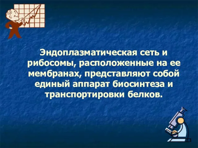 Эндоплазматическая сеть и рибосомы, расположенные на ее мембранах, представляют собой единый аппарат биосинтеза и транспортировки белков.