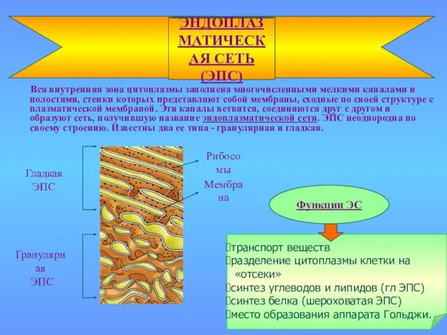 Вся внутренняя зона цитоплазмы заполнена многочисленными мелкими каналами и полостями, стенки