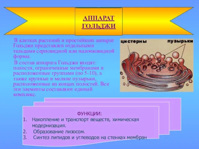 АППАРАТ ГОЛЬДЖИ ФУНКЦИИ: Накопление и транспорт веществ, химическая модернизация. Образование лизосом.