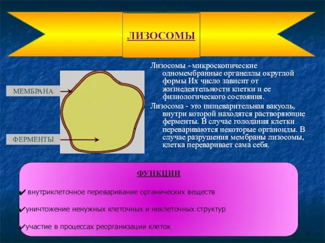 Лизосомы - микроскопические одномембранные органеллы округлой формы Их число зависит от