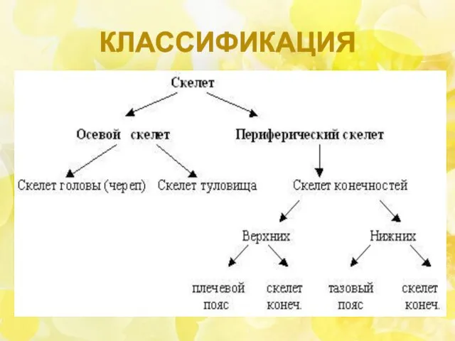 КЛАССИФИКАЦИЯ