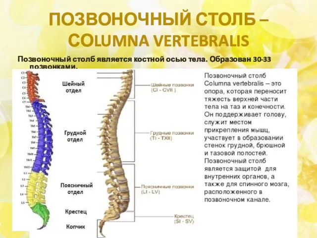 ПОЗВОНОЧНЫЙ СТОЛБ – СОLUMNA VERTEBRALIS Позвоночный столб является костной осью тела. Образован 30-33 позвонками.