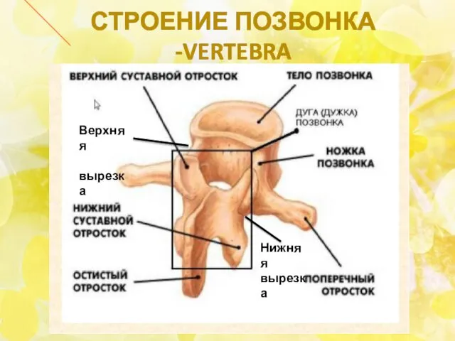 СТРОЕНИЕ ПОЗВОНКА -VERTEBRA Верхняя вырезка Нижняя вырезка