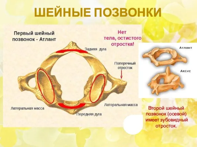 ШЕЙНЫЕ ПОЗВОНКИ Второй шейный позвонок (осевой) имеет зубовидный отросток.