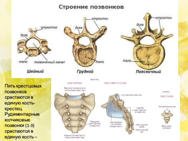 Пять крестцовых позвонков срастаются в единую кость-крестец. Рудиментарные копчиковые позвонки (1-3)