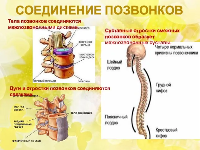 СОЕДИНЕНИЕ ПОЗВОНКОВ Тела позвонков соединяются межпозвоночными дисками. Дуги и отростки позвонков