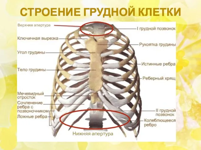 СТРОЕНИЕ ГРУДНОЙ КЛЕТКИ Верхняя апертура Нижняя апертура