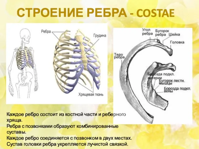 СТРОЕНИЕ РЕБРА - COSTAE Каждое ребро состоит из костной части и