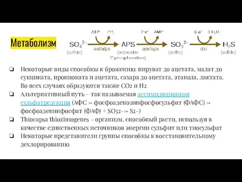 Метаболизм Некоторые виды способны к брожению: пируват до ацетата, малат до