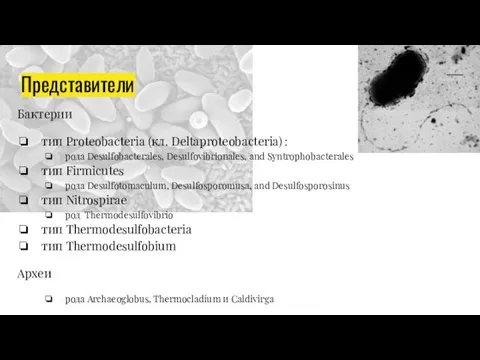 Представители Бактерии тип Proteobacteria (кл. Deltaproteobacteria) : рода Desulfobacterales, Desulfovibrionales, and