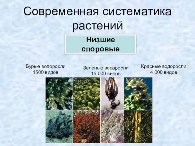 Современная систематика растений Низшие споровые Бурые водоросли 1500 видов Зеленые водоросли