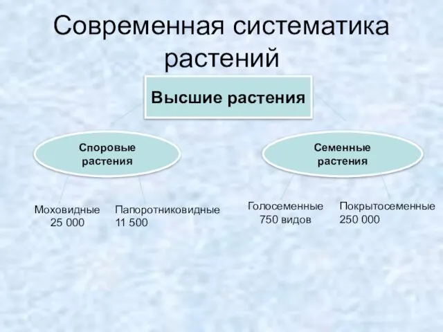 Современная систематика растений Высшие растения Споровые растения Семенные растения Моховидные 25