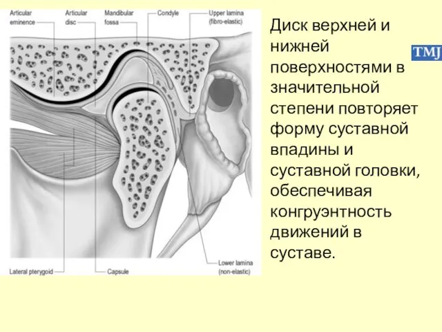 Диск верхней и нижней поверхностями в значительной степени повторяет форму суставной