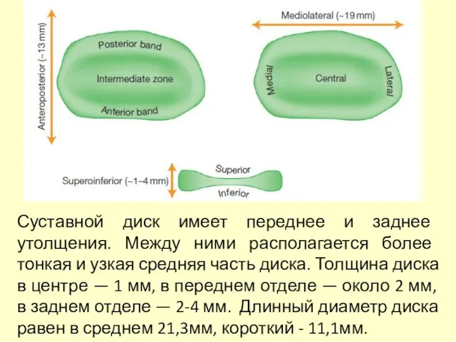 Суставной диск имеет переднее и заднее утолщения. Между ними располагается более