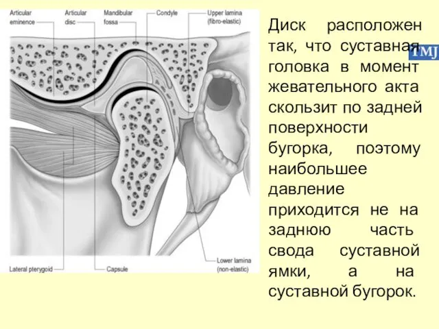 Диск расположен так, что суставная головка в момент жевательного акта скользит