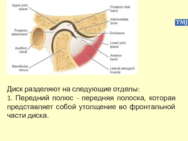 Диск разделяют на следующие отделы: 1. Передний полюс - передняя полоска,