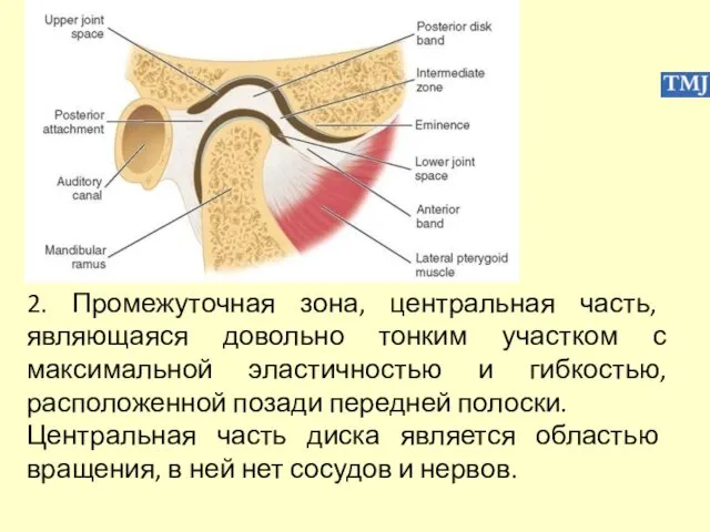 2. Промежуточная зона, центральная часть, являющаяся довольно тонким участком с максимальной