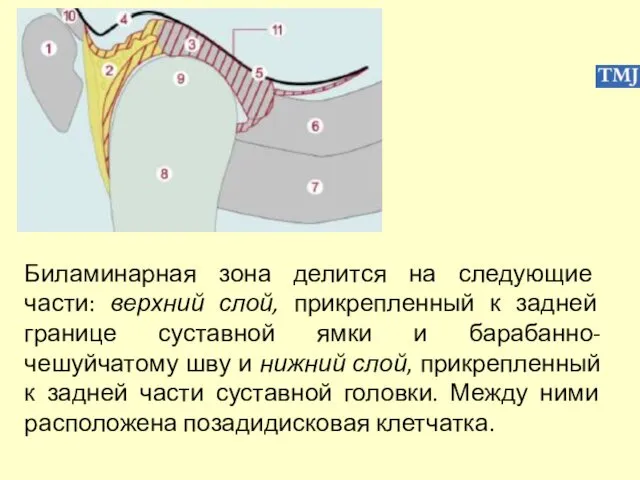 Биламинарная зона делится на следующие части: верхний слой, прикрепленный к задней