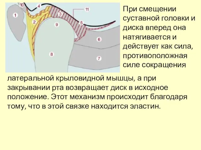 При смещении суставной головки и диска вперед она натягивается и действует