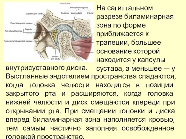 На сагиттальном разрезе биламинарная зона по форме приближается к трапеции, большее