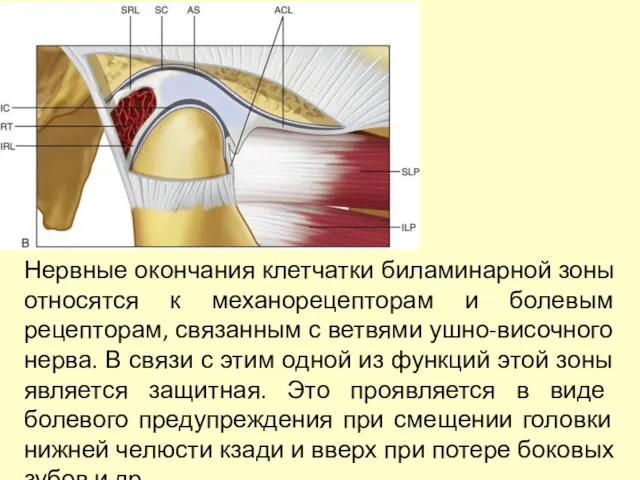 Нервные окончания клетчатки биламинарной зоны относятся к механорецепторам и болевым рецепторам,