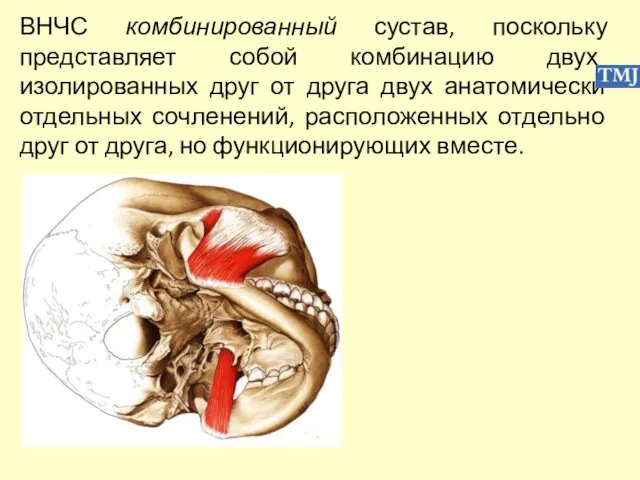 ВНЧС комбинированный сустав, поскольку представляет собой комбинацию двух изолированных друг от