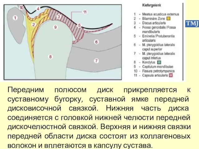 Передним полюсом диск прикрепляется к суставному бугорку, суставной ямке передней дисковисочной