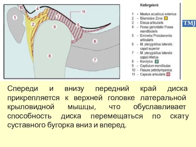 Спереди и внизу передний край диска прикрепляется к верхней головке латеральной