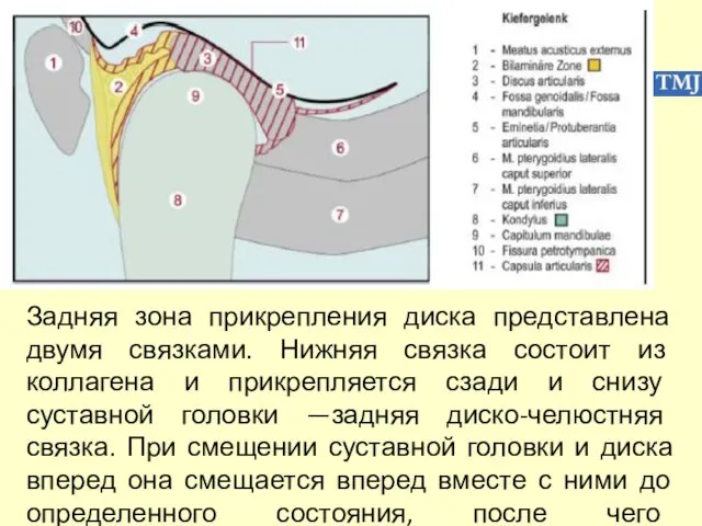 Задняя зона прикрепления диска представлена двумя связками. Нижняя связка состоит из