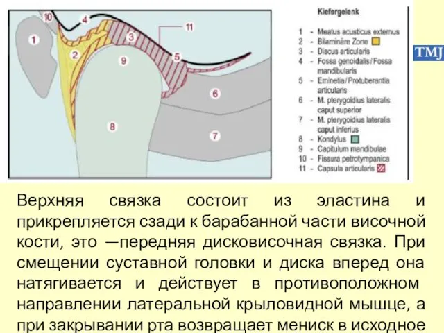 Верхняя связка состоит из эластина и прикрепляется сзади к барабанной части