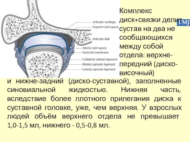 Комплекс диск+связки делит сустав на два не сообщающихся между собой отдела: