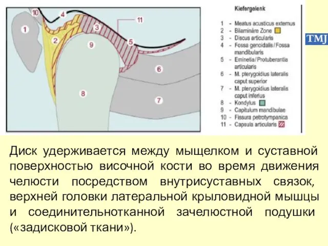 Диск удерживается между мыщелком и суставной поверхностью височной кости во время