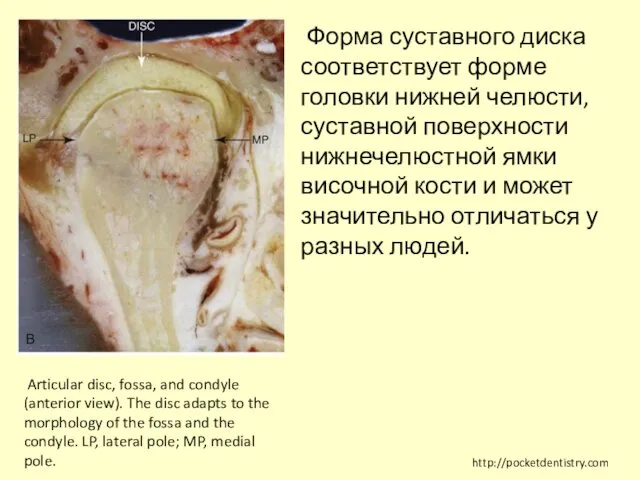 Articular disc, fossa, and condyle (anterior view). The disc adapts to