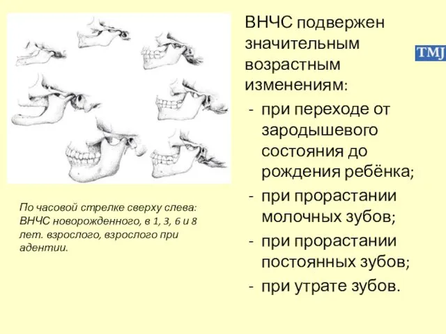 ВНЧС подвержен значительным возрастным изменениям: при переходе от зародышевого состояния до