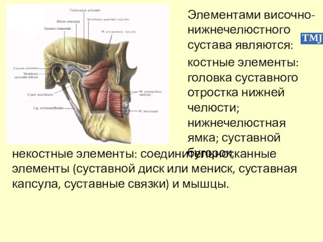 Элементами височно-нижнечелюстного сустава являются: костные элементы: головка суставного отростка нижней челюсти;