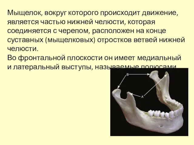 Мыщелок, вокруг которого происходит движение, является частью нижней челюсти, которая соединяется