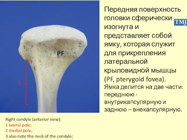 Right condyle (anterior view): 1 lateral pole; 2 medial pole; 3