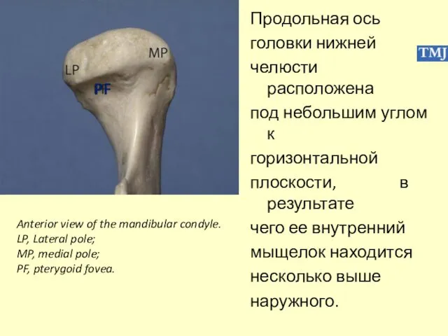 Продольная ось головки нижней челюсти расположена под небольшим углом к горизонтальной