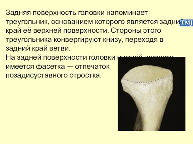 Задняя поверхность головки напоминает треугольник, основанием которого является задний край её