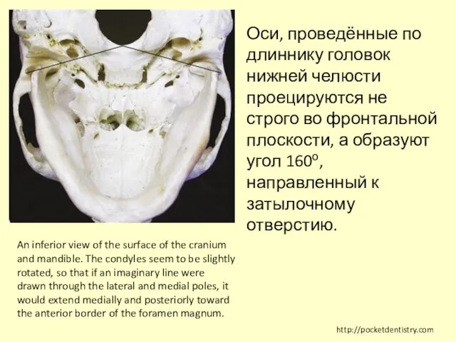 An inferior view of the surface of the cranium and mandible.