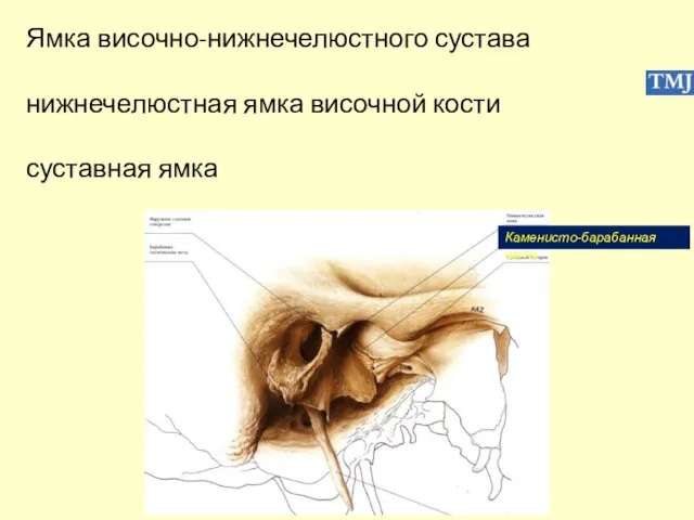 Каменисто-барабанная щель Ямка височно-нижнечелюстного сустава нижнечелюстная ямка височной кости суставная ямка