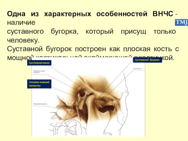 Одна из характерных особенностей ВНЧС - наличие суставного бугорка, который присущ