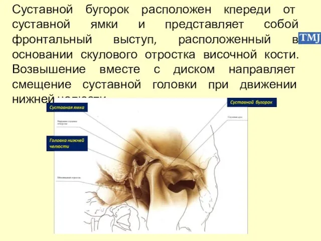 Суставной бугорок расположен кпереди от суставной ямки и представляет собой фронтальный