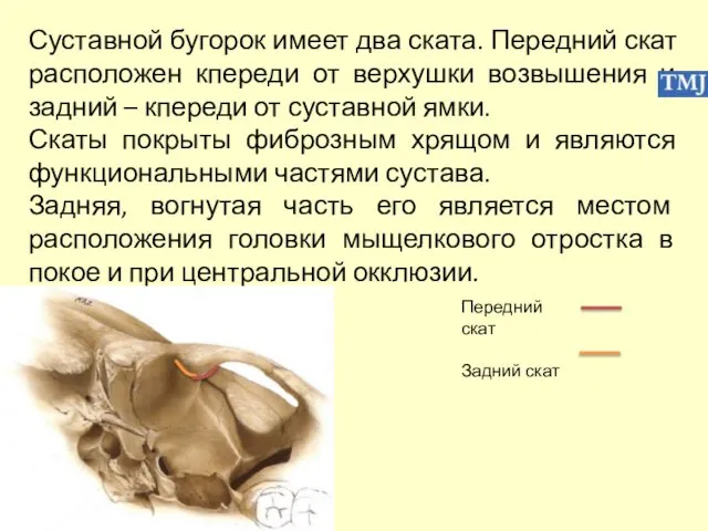 Суставной бугорок имеет два ската. Передний скат расположен кпереди от верхушки