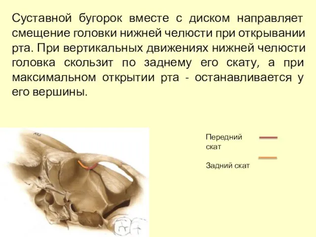 Суставной бугорок вместе с диском направляет смещение головки нижней челюсти при