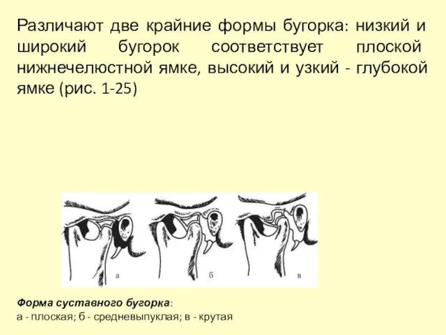 Различают две крайние формы бугорка: низкий и широкий бугорок соответствует плоской